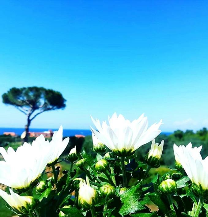 B&B Il Sogno Santa Maria di Castellabate Dış mekan fotoğraf